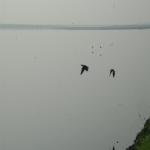 Vraj-Yatra-2014- (1691)